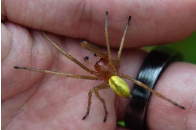 <i>Cheiracanthium punctorium</i>