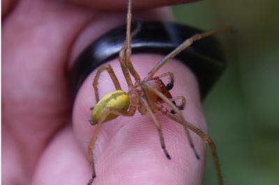 <i>Cheiracanthium punctorium</i>