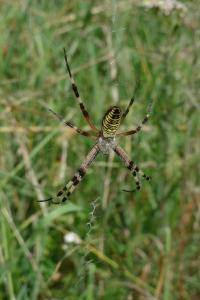 <i>Argiope bruennichi</i>
