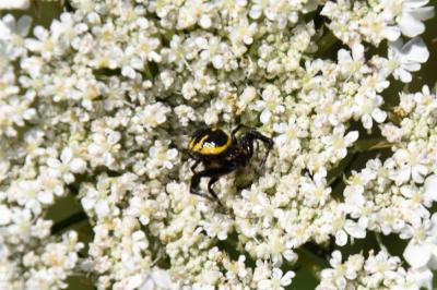 <i>Synema globosum</i>