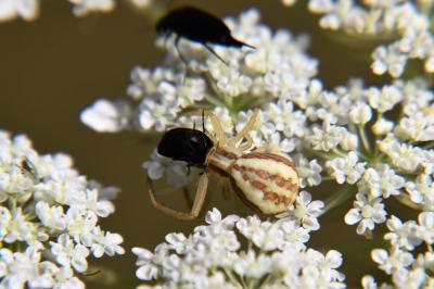 <i>Runcinia grammica</i>