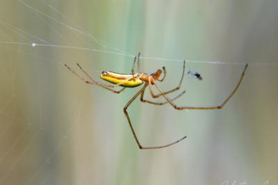 <i>Tetragnatha extensa</i>