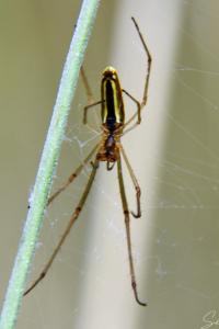 <i>Tetragnatha extensa</i>
