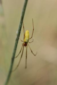 <i>Tetragnatha extensa</i>