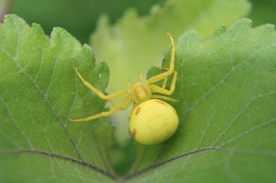 <i>Misumena vatia</i>