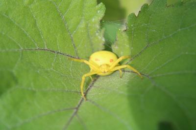 <i>Misumena vatia</i>