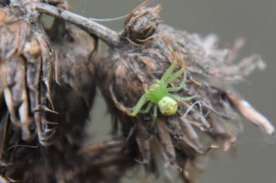 <i>Ebrechtella tricuspidata</i>