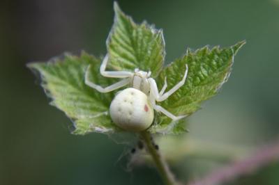 <i>Misumena vatia</i>