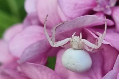 <i>Misumena vatia</i>