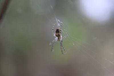 <i>Metellina</i>