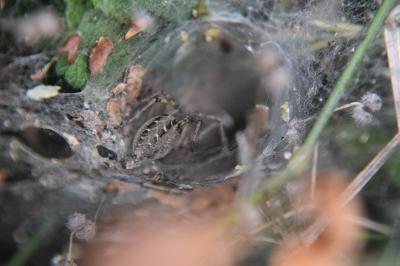 <i>Agelena labyrinthica</i>