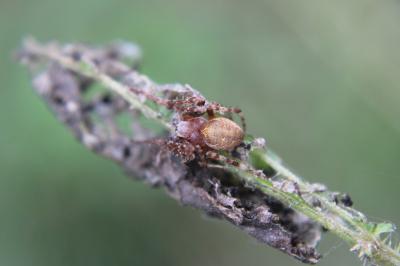 <i>Larinioides</i>