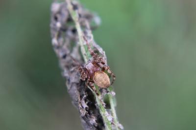 <i>Larinioides</i>