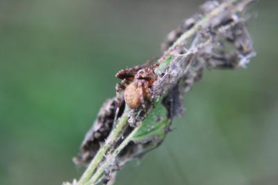 <i>Larinioides</i>