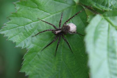 <i>Pardosa</i>