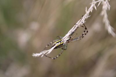 <i>Argiope bruennichi</i>