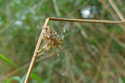 <i>Araneus diadematus</i>