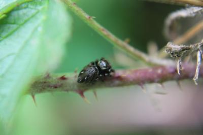 <i>Heliophanus kochii</i>