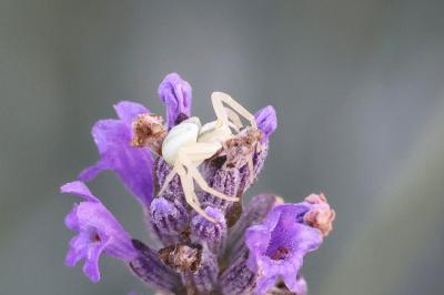 <i>Misumena vatia</i>