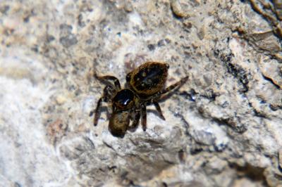 <i>Carrhotus xanthogramma</i>
