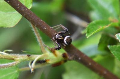<i>Xysticus</i>