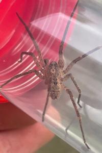 <i>Zoropsis spinimana</i>