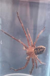 <i>Olios argelasius</i>
