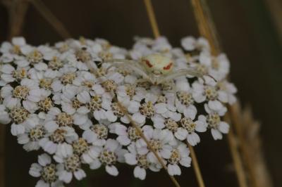 <i>Misumena vatia</i>
