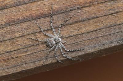 <i>Philodromus margaritatus</i>