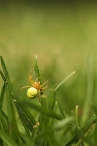 <i>Araniella cucurbitina</i>