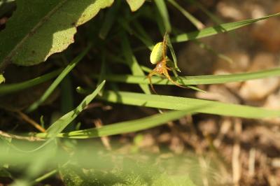 <i>Araniella cucurbitina</i>