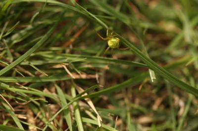 <i>Araniella cucurbitina</i>