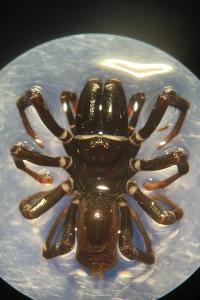 <i>Atypus affinis</i>