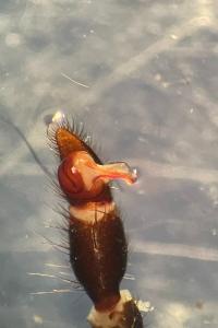 <i>Atypus affinis</i>