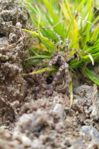 <i>Arctosa</i>