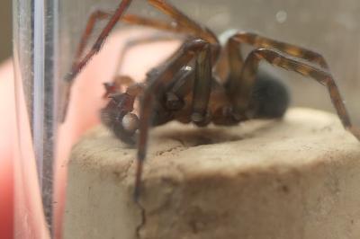 <i>Amaurobius ferox</i>