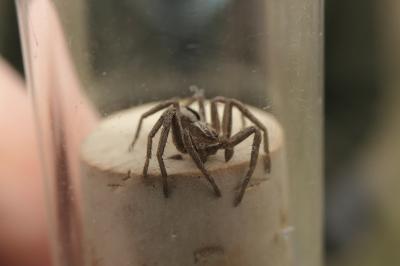 <i>Thanatus formicinus</i>