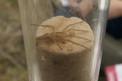 <i>Tibellus oblongus</i>