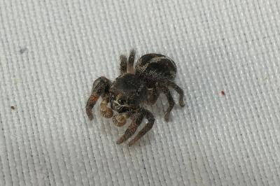 <i>Pellenes tripunctatus</i>