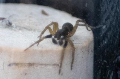 <i>Aulonia albimana</i>