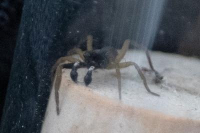 <i>Aulonia albimana</i>