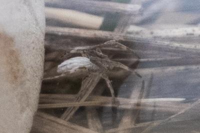 <i>Uloborus walckenaerius</i>