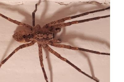 <i>Zoropsis spinimana</i>
