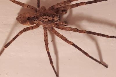 <i>Zoropsis spinimana</i>