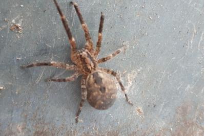 <i>Zoropsis spinimana</i>