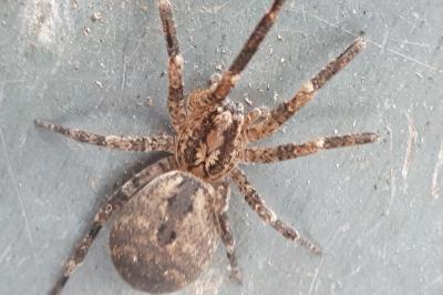 <i>Zoropsis spinimana</i>