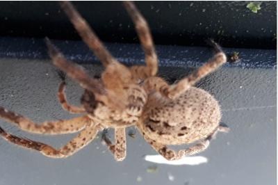 <i>Zoropsis spinimana</i>