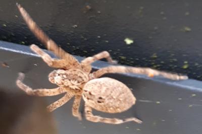 <i>Zoropsis spinimana</i>