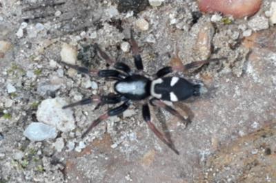 <i>Kishidaia conspicua</i>