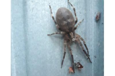 <i>Zoropsis spinimana</i>